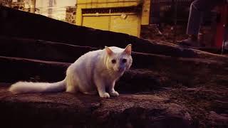 yung vegan - assata shakur (visualizer)