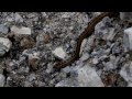 Coronella Austriaca Στεφανοφόρος Mount Olympos Hellas 2013