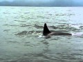 Dolphins The Wild Side