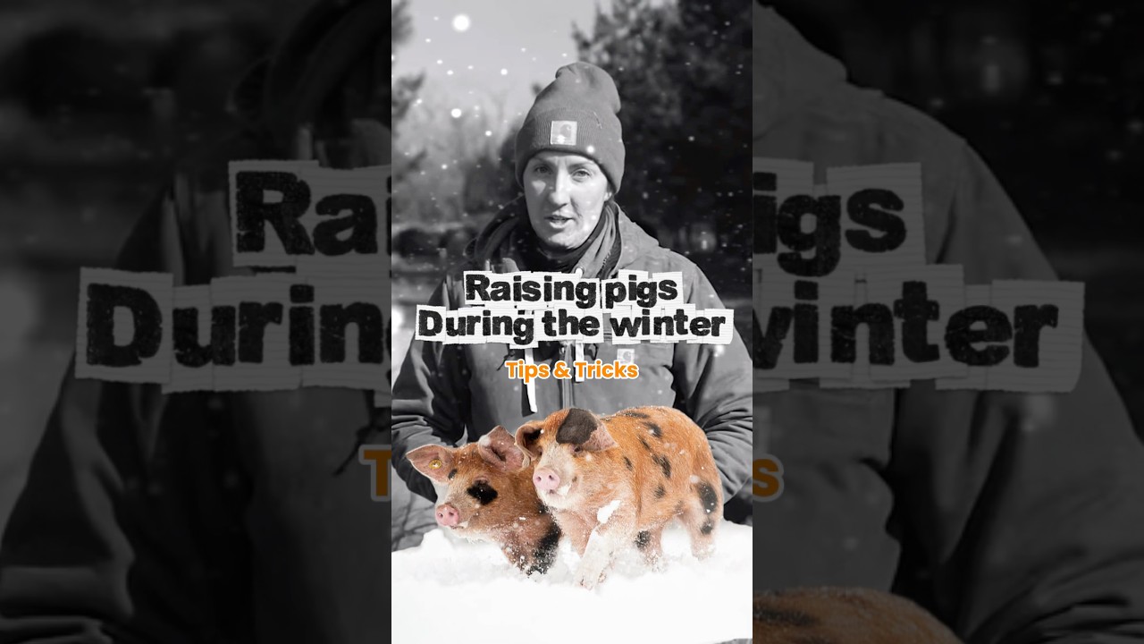 Is raising pigs in the winter worth it?