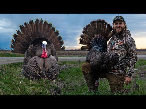 DEER MESSES UP HUNT! (GOBBLER DOWN!) Turkey Hunting in Iowa