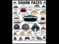 Episode 12 Megamouth Shark NATanimals