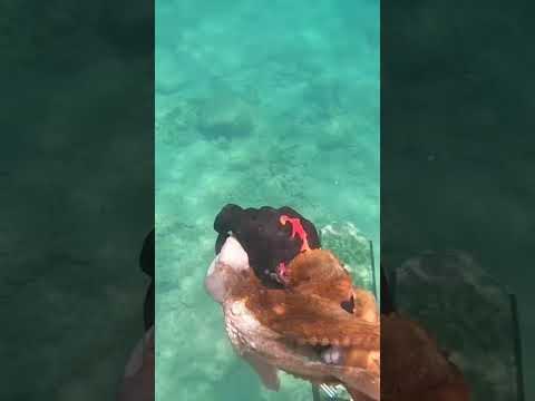 I don’t believe my partner never seen this tako🐙