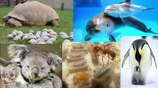 Il ciclo vitale degli animali