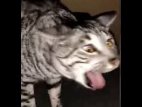 YouTube video about: Why do cats gag when they smell food?