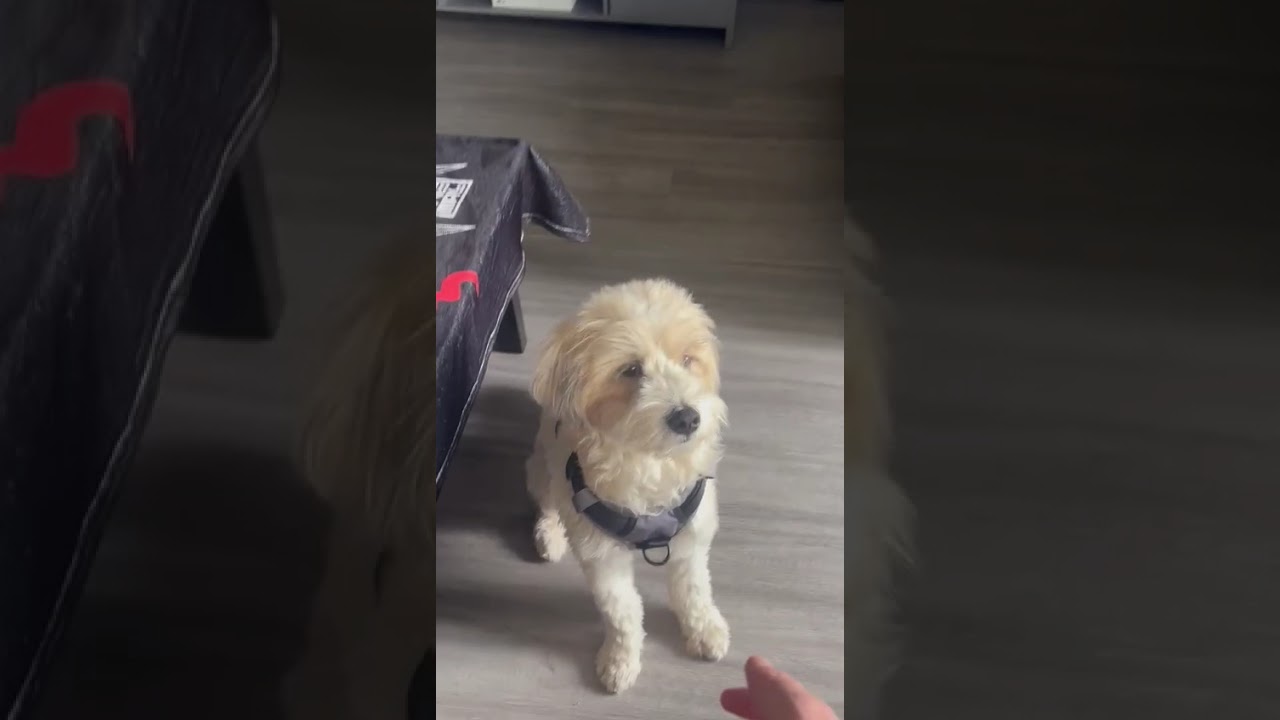 Enlarge Mr. Handsome Cooper, a Adoptable mixed breed in washington, DC video 5/5