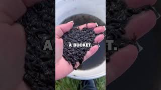 Download lagu RAISING FROG ARMY! #animalstories #animals #animalrescue #cute #pets #frogs #frog mp3