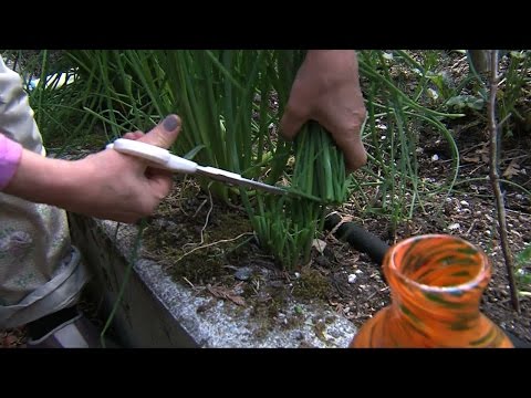download lagu mp3 mp4 How To Harvest Chives, download mp3 How To Harvest Chives free downloadn, video klip How To Harvest Chives