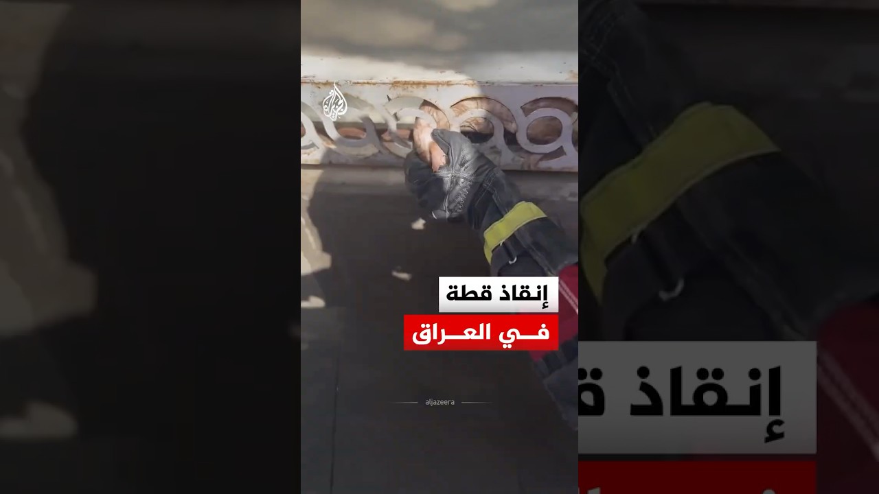 فيديو | الدفاع المدني العراقي ينشر مشاهد لعملية إنقاذ قطة علقت أقدامها في شباك أحد المنازل