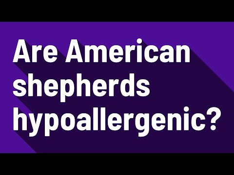 3rd YouTube video about are australian shepherds hypoallergenic