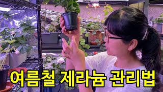 제라늄 여름철 관리 3가지만 기억하세요