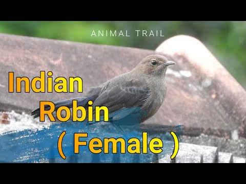 Indian Robin (Female) | LK | ANIMAL TRAIL