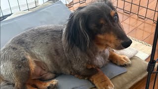 ネルくんとパパのゲリライブ🐶 | 作業や勉強、睡眠のおともに | 犬のいる暮らし