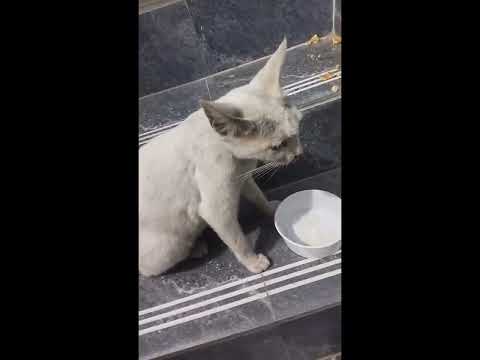 இப்படியா பண்ணும் 😟இந்த பூனை என்ன பண்ணுது பாருங்க 😊#cat #mrpthanujallinall #catlover one subscribe🔔🙏