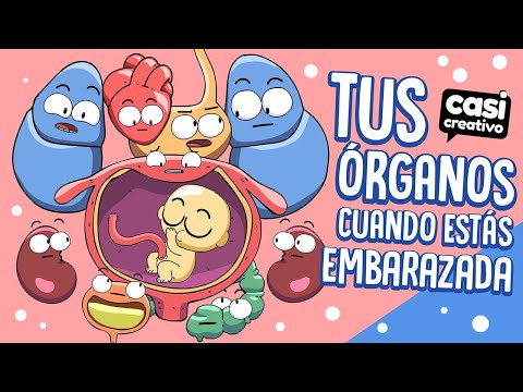 Tus órganos cuando estás embarazada | Casi Creativo