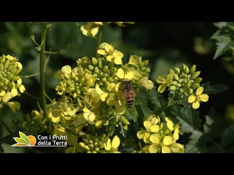 Nel bio c'è spazio per le alimurgiche