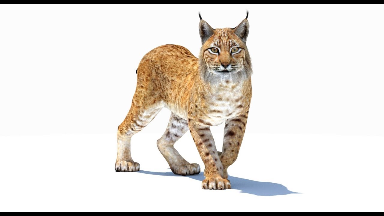 Animowany ryś Model 3D