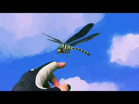 POULISH KID - Dragonfly