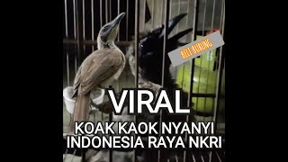 Download lagu KOAK KAOK NYANYI LAGU INDONESIA RAYA NKRI mp3