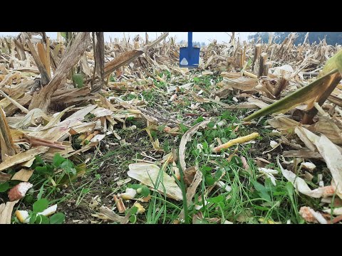 Untersaat im Körnermais - Fazit