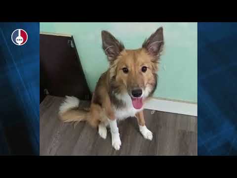 Подопечный Первоуральского Приюта ищет дом!