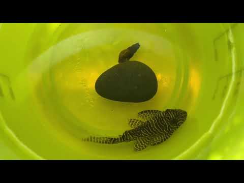 Aqua. to go Hack Nr. 30: Welsfalle #fischfalle