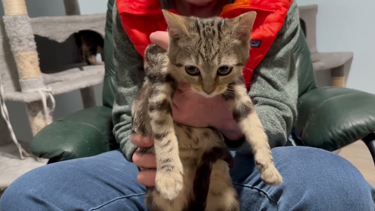 Enlarge Sadie is my little Sweetie, a ADOPTABLE mixed breed in Eagle Point, OR video 6/6