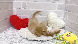 ミニチュアダックスの動画01