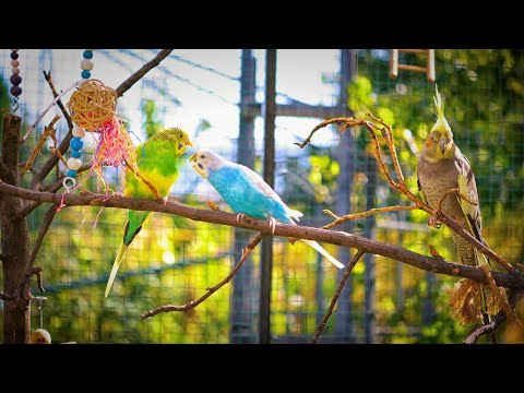 1 HOUR | BUDGIES SINGING OUTDOORS |