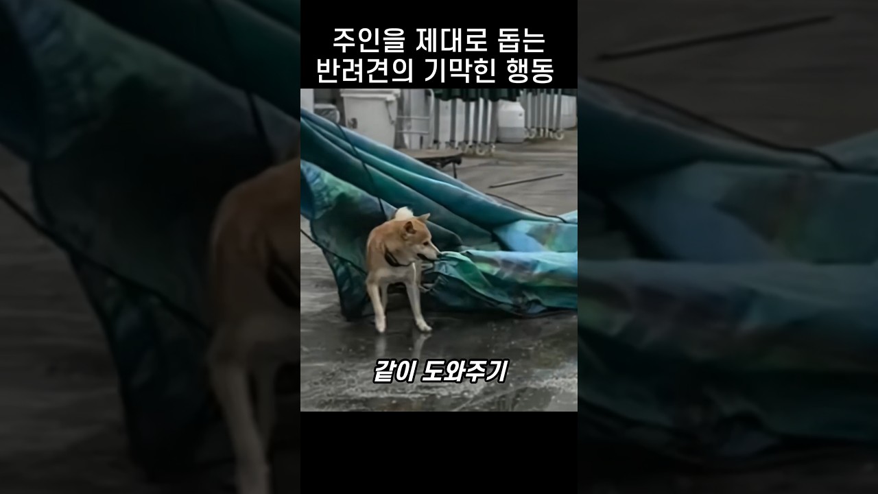 잘 키운 개 한마리.. 주인이 든든한 이유