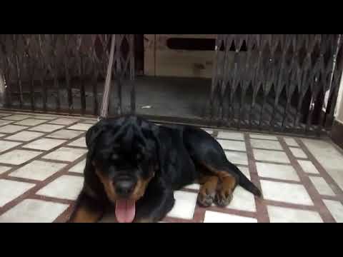 Odin ausdershwetkang|| love rottweiler😍 ||