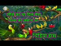 Rio birds chidiya dance🌹sheshe ka tha dil mera/ चिड़िया डांस शीशे का था दि