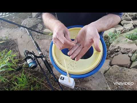 How to rig up live Poddy Mullet for fishing.