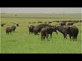 Buffalo Matting Season