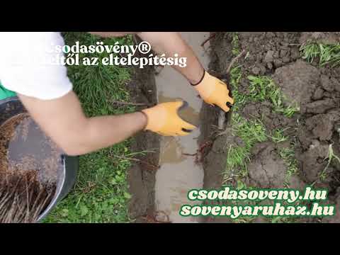 Csodasövény® , így telepítse
