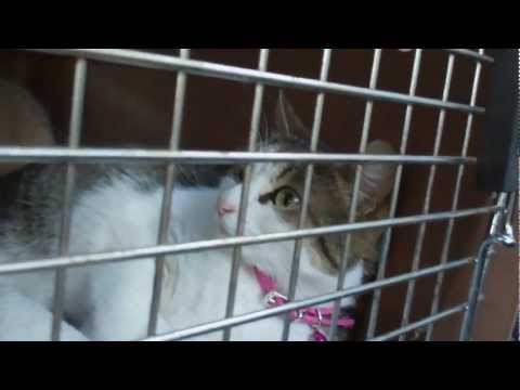 BUG ATTACKED! ||04.22.12|| 322