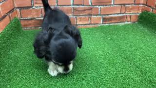 ハーフ犬の動画01