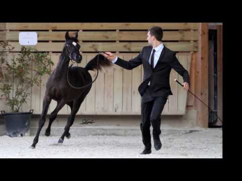 SDL Magic Night Stone, GOLD MEDAL in Deauville 2016