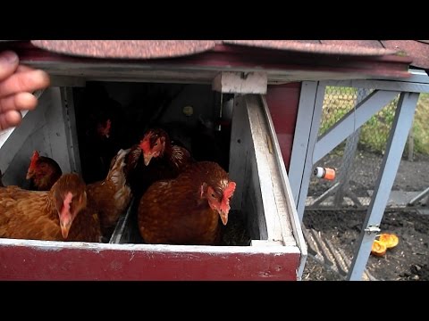 , title : 'Stallpflicht für Hühner wegen der Vogelgrippe, Freigehege grippetauglich machen'