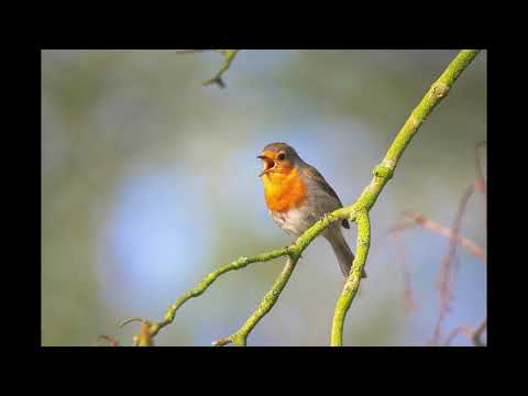 Russian Choir Music Compilation 1 -- сборник русской хоровой музыки