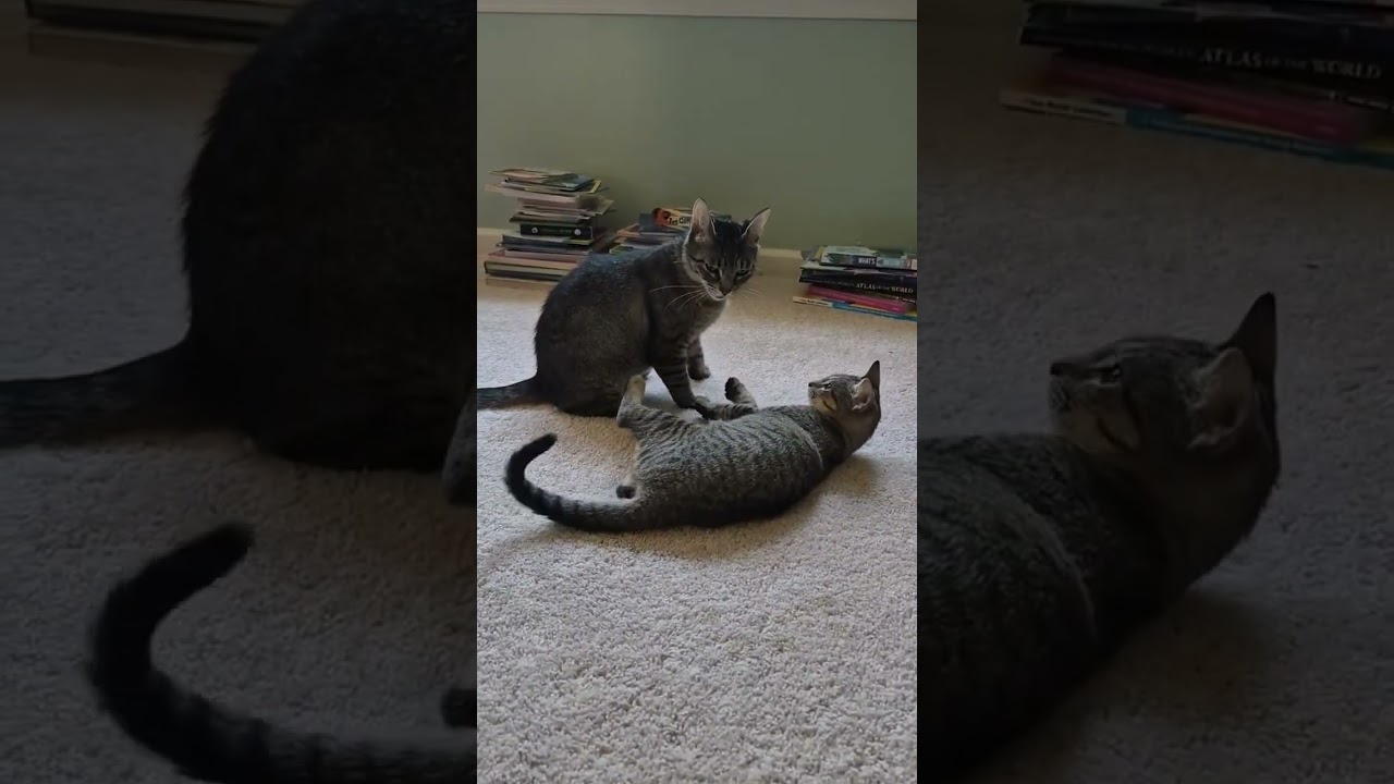 Phyllis (mom) and Emily(daughter)- Fee Sponsored, a ADOPTABLE Domestic Short Hair in Leesburg, VA video 1/6
