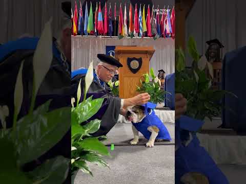 Retired mascot 'moves' his tassel. See bulldog walk into his next chapter.