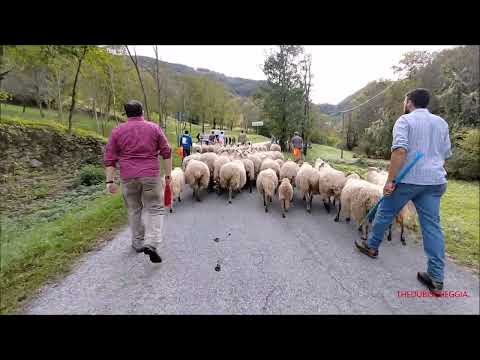 TRANSUMANZE PER LA 28^ MOSTRA DELLA PECORA DI RAZZA FRABOSANA ROASCHINA (CN) DOM. 15 - 10 - 2023.