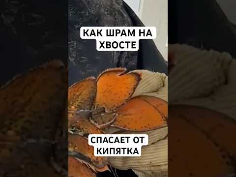 Зачем Лобстерам Делают Надрезы Перед Тем, Как Отпустить?