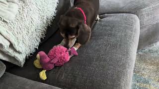 Video preview image #1 Beagle Puppy For Sale in Dunnellon, FL, USA