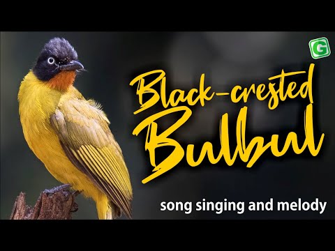 Bulbul čiernochochlatý (Rubigula flaviventris) — starostlivosť, voliéra a kŕmenie