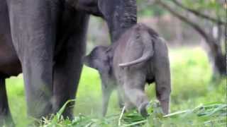 "Tara" The Baby Elephant (6 days old)