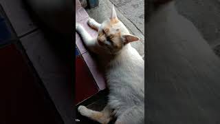 Download lagu mbul duduk merengut #shorts #cat #hiburan mp3 Download lagu mbul duduk merengut #shorts #cat #hiburan mp3