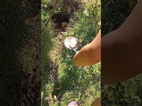 catando ovo na casa da Vovó #anavitoria #criança #sítio #parana #jesuitas