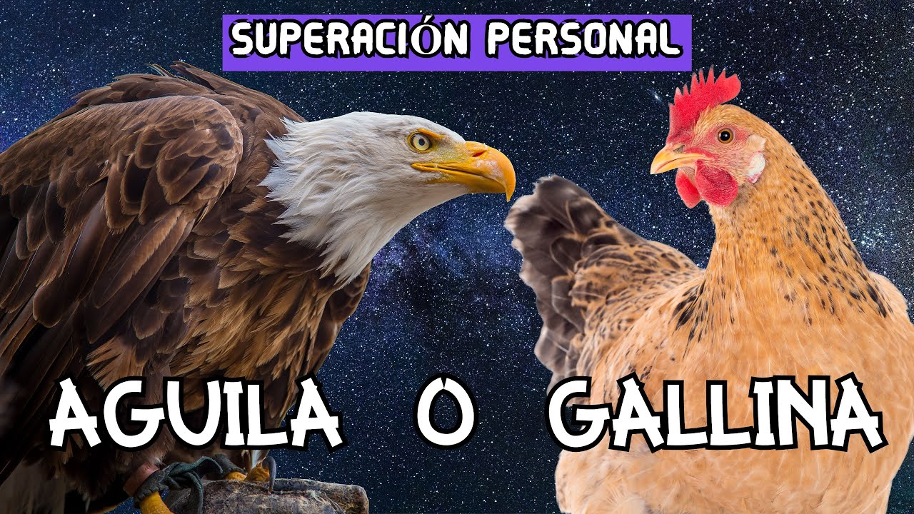Águila o Gallina - Audiolibro Completo Voz Humana - Superación personal